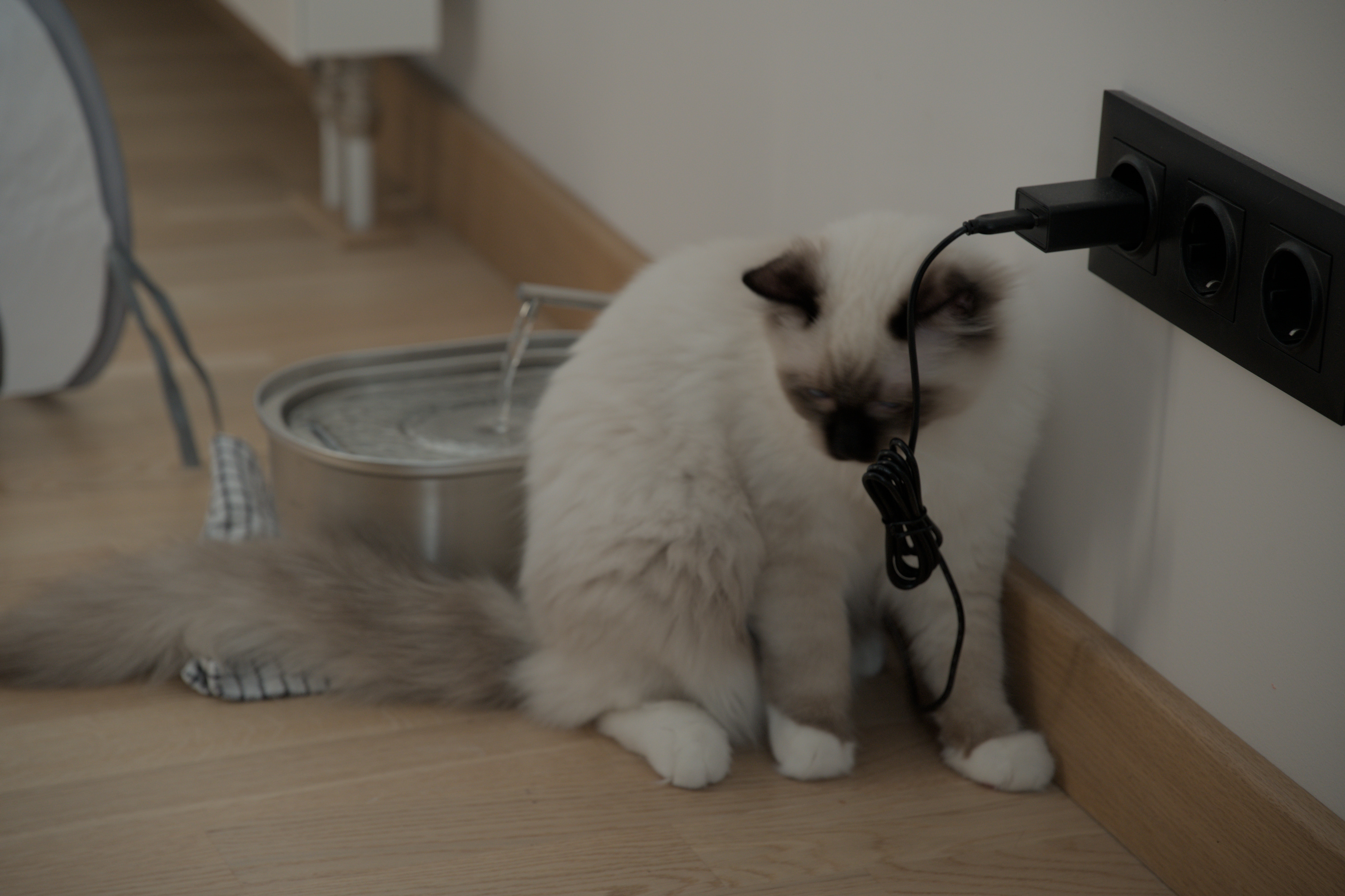 2025/10/12 - cats/DSC_0073.jpg